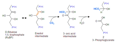 https://upload.wikimedia.org/wikipedia/ja/thumb/2/27/Carboxylation.PNG/400px-Carboxylation.PNG
