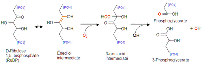 https://upload.wikimedia.org/wikipedia/ja/thumb/5/51/Oxygenase.PNG/400px-Oxygenase.PNG