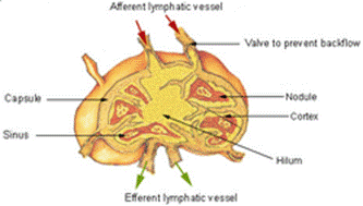 Illu_lymph_node_structure[1]