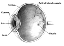 https://upload.wikimedia.org/wikipedia/commons/thumb/e/ed/Human_eye_cross-sectional_view_grayscale.png/220px-Human_eye_cross-sectional_view_grayscale.png