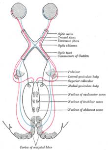 https://upload.wikimedia.org/wikipedia/commons/thumb/c/c0/Gray722.png/220px-Gray722.png
