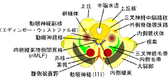 https://upload.wikimedia.org/wikipedia/commons/thumb/2/2d/Horizontal_section_of_mibrain-superior_colliculus-ja.svg/350px-Horizontal_section_of_mibrain-superior_colliculus-ja.svg.png