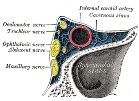 https://upload.wikimedia.org/wikipedia/commons/thumb/b/bf/Gray571.png/350px-Gray571.png