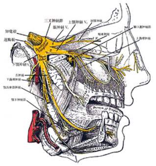 Gray778 Trigeminal ja.png