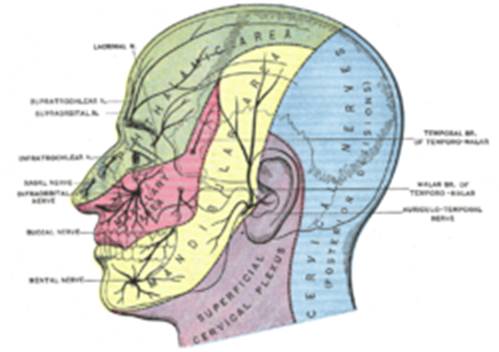 https://upload.wikimedia.org/wikipedia/commons/thumb/2/20/Gray784.png/250px-Gray784.png