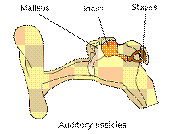 Illu auditory ossicles-en.svg