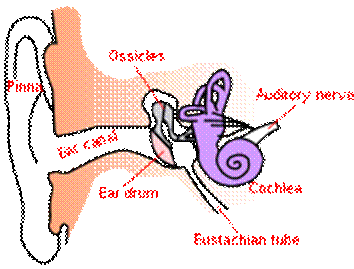 https://upload.wikimedia.org/wikipedia/commons/thumb/4/40/Ear-anatomy-text-small-en.svg/220px-Ear-anatomy-text-small-en.svg.png