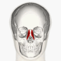 https://upload.wikimedia.org/wikipedia/commons/thumb/7/7b/Nasalis_muscle_animation_small.gif/120px-Nasalis_muscle_animation_small.gif