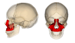 Maxilla image.png