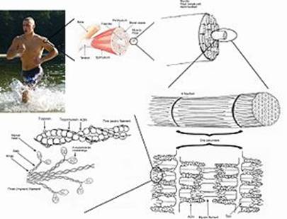 https://upload.wikimedia.org/wikipedia/commons/thumb/c/c0/Skeletal_muscle.jpg/300px-Skeletal_muscle.jpg
