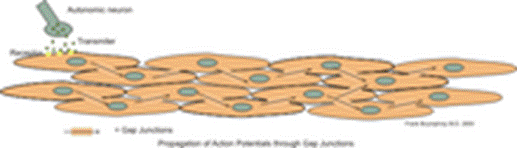 https://upload.wikimedia.org/wikipedia/commons/thumb/f/f8/Single_unit_smooth_muscle1.png/220px-Single_unit_smooth_muscle1.png
