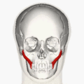 https://upload.wikimedia.org/wikipedia/commons/thumb/6/65/Zygomaticus_major_muscle_animation_small.gif/120px-Zygomaticus_major_muscle_animation_small.gif