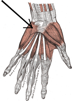 Musculuspalmarisbrevis.png