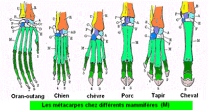 https://upload.wikimedia.org/wikipedia/commons/thumb/8/86/Mammals_metacarp.png/300px-Mammals_metacarp.png