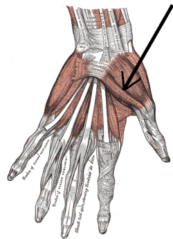Musculusflexorpollicisbrevis.png