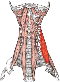 Scalenus medius.png
