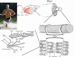 https://upload.wikimedia.org/wikipedia/commons/thumb/c/c0/Skeletal_muscle.jpg/300px-Skeletal_muscle.jpg