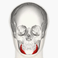 https://upload.wikimedia.org/wikipedia/commons/thumb/8/8c/Depressor_anguli_oris_animation_small.gif/120px-Depressor_anguli_oris_animation_small.gif