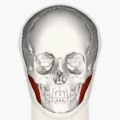 https://upload.wikimedia.org/wikipedia/commons/thumb/1/13/Masseter_muscle_animation_small.gif/120px-Masseter_muscle_animation_small.gif