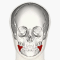 https://upload.wikimedia.org/wikipedia/commons/thumb/f/f2/Risorius_animation_small.gif/120px-Risorius_animation_small.gif