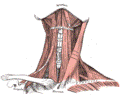 https://upload.wikimedia.org/wikipedia/commons/thumb/7/71/Gray386.png/120px-Gray386.png
