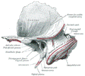 https://upload.wikimedia.org/wikipedia/commons/thumb/9/96/Gray137.png/120px-Gray137.png