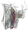 https://upload.wikimedia.org/wikipedia/commons/thumb/e/ef/Gray794.png/109px-Gray794.png