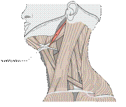 Musculi colli stylohyoideus.svg