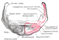 https://upload.wikimedia.org/wikipedia/commons/thumb/1/1f/Gray186.png/120px-Gray186.png