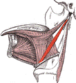 https://upload.wikimedia.org/wikipedia/commons/thumb/a/ad/Stylohyoideus.png/110px-Stylohyoideus.png