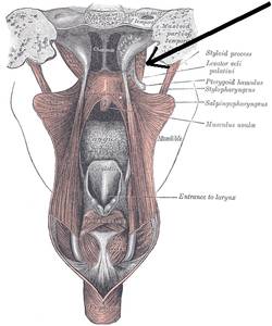 Musculustensorvelipalatini.png