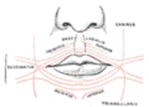 https://upload.wikimedia.org/wikipedia/commons/thumb/3/36/Gray381.png/120px-Gray381.png