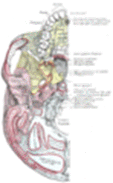 https://upload.wikimedia.org/wikipedia/commons/thumb/9/90/Gray187.png/74px-Gray187.png