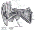https://upload.wikimedia.org/wikipedia/commons/thumb/2/29/Gray907.png/120px-Gray907.png