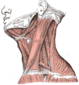 https://upload.wikimedia.org/wikipedia/commons/thumb/5/5b/Gray385.png/112px-Gray385.png