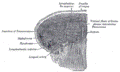 https://upload.wikimedia.org/wikipedia/commons/thumb/d/d8/Gray1020.png/120px-Gray1020.png