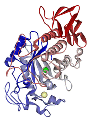https://upload.wikimedia.org/wikipedia/commons/thumb/6/66/Salivary_alpha-amylase_1SMD.png/220px-Salivary_alpha-amylase_1SMD.png