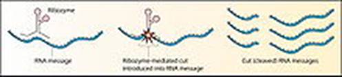 https://upload.wikimedia.org/wikipedia/commons/thumb/a/a9/Ribozyme.jpg/220px-Ribozyme.jpg