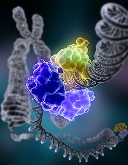 https://upload.wikimedia.org/wikipedia/commons/thumb/4/46/DNA_Repair.jpg/250px-DNA_Repair.jpg