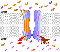 https://upload.wikimedia.org/wikipedia/commons/thumb/f/fe/NaKExchanger.jpg/200px-NaKExchanger.jpg