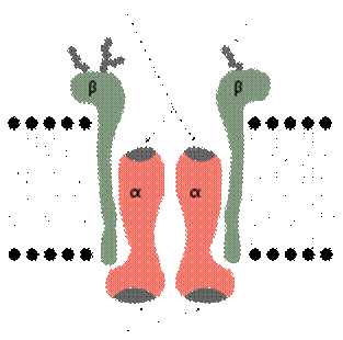 https://upload.wikimedia.org/wikipedia/commons/thumb/a/a7/Sodium_Pump.svg/200px-Sodium_Pump.svg.png