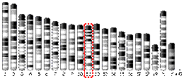 11番染色体 (マウス)