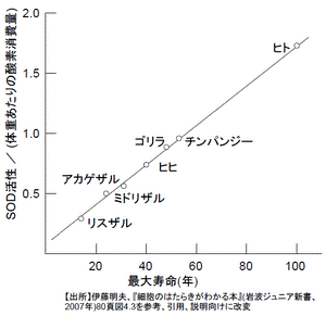 https://upload.wikimedia.org/wikipedia/commons/thumb/f/fd/Super_oxide_dismutase_activity_and_life_span_ja.png/300px-Super_oxide_dismutase_activity_and_life_span_ja.png