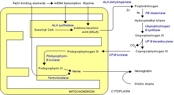 https://upload.wikimedia.org/wikipedia/commons/a/a9/Heme_synthesis.png
