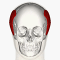https://upload.wikimedia.org/wikipedia/commons/thumb/c/cc/Temporoparietalis_muscle_animation_small.gif/120px-Temporoparietalis_muscle_animation_small.gif