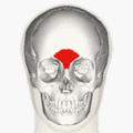 https://upload.wikimedia.org/wikipedia/commons/thumb/8/82/Procerus_muscle_animation_small.gif/120px-Procerus_muscle_animation_small.gif
