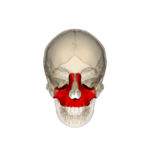 https://upload.wikimedia.org/wikipedia/commons/thumb/b/b4/Rotation_Maxilla.gif/150px-Rotation_Maxilla.gif