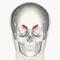 https://upload.wikimedia.org/wikipedia/commons/thumb/4/41/Corrugator_supercilii_muscle_animation_small.gif/120px-Corrugator_supercilii_muscle_animation_small.gif
