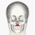 https://upload.wikimedia.org/wikipedia/commons/thumb/4/42/Depressor_septi_nasi_muscle_animation_small.gif/120px-Depressor_septi_nasi_muscle_animation_small.gif