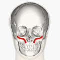 https://upload.wikimedia.org/wikipedia/commons/thumb/5/59/Zygomaticus_minor_muscle_animation_small.gif/120px-Zygomaticus_minor_muscle_animation_small.gif